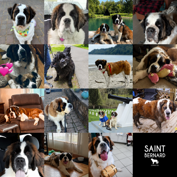 Meet Our Dogs of the Month — August 2026