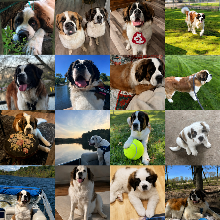 Meet Our Dogs of the Month — June