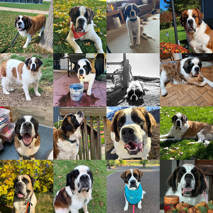 Meet Our Dogs of the Month — November 2026