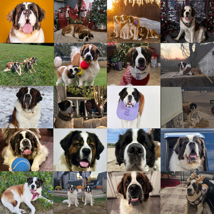 Meet Our Dogs of the Month — November