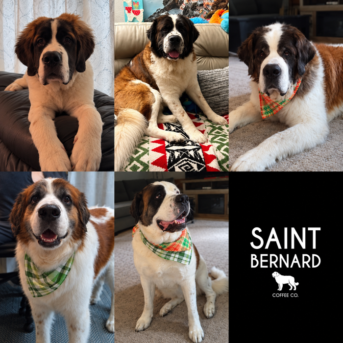 Meet Our Dogs of the Month — October 2026