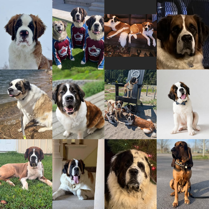 Meet Our Dogs of the Month — September 2026