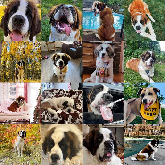 Meet Our Dogs of the Month — August