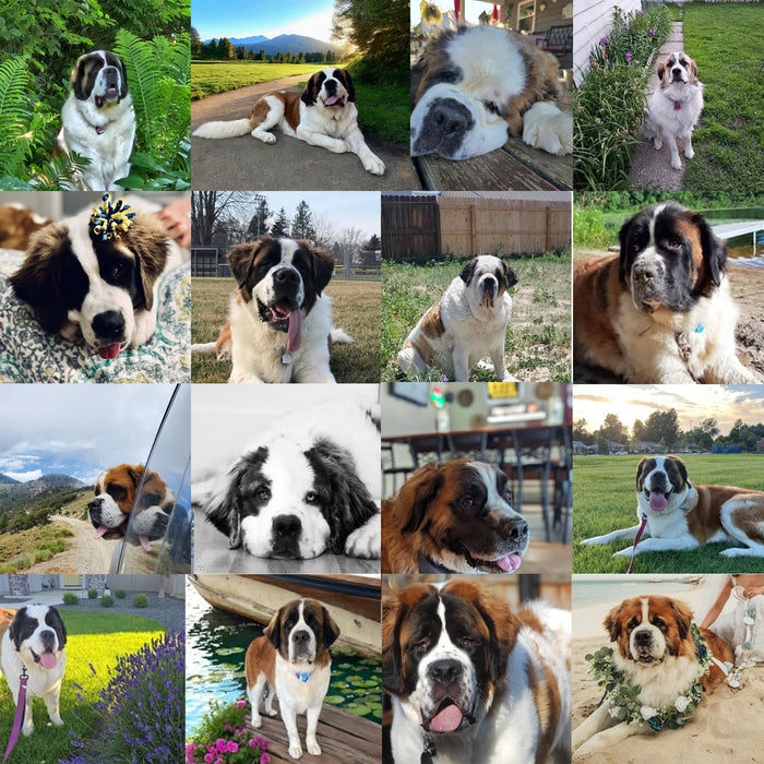 Meet Our Dogs of the Month — July