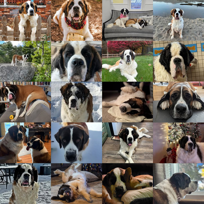 Meet Our Dogs of the Month — February