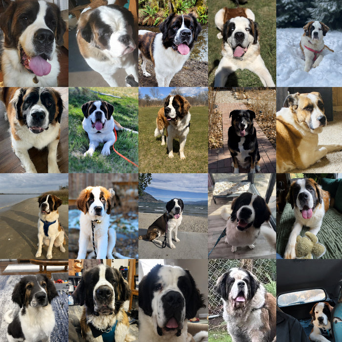 Meet Our Dogs of the Month — May