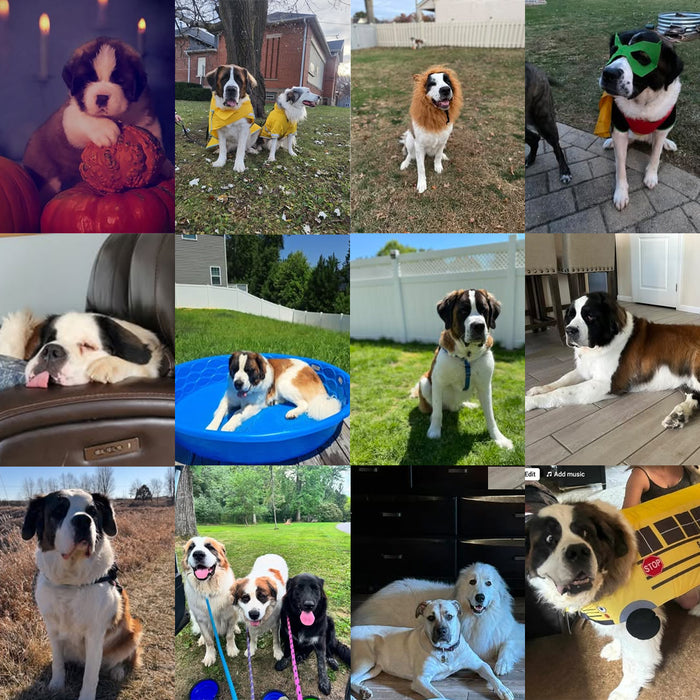 Meet Our Dogs of the Month — October